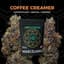 Coffee Creamer Buds 3.50 Gram