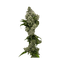 Sour Papaya Buds 3.50 Gram