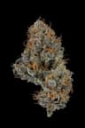 Orange Push Pop Buds 3.50 Gram