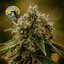 Og Kush Buds 3.50 Gram