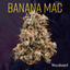 Banana Mac Buds 5.66 Gram