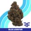 Blue Lobster Buds 3.50 Gram