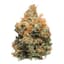 Golden Goat Buds 3.50 Gram