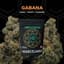 Gabana Buds 3.50 Gram