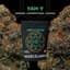 Yah Y Buds 3.50 Gram