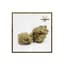 Mango Haze Buds 3.50 Gram
