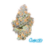 Tropical Zkittles Buds 3.50 Gram