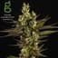 Sour Amnesia Buds 28 Gram